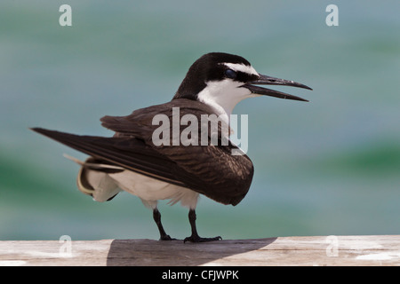 Imbrigliati Tern. Sterna anaethetus Foto Stock