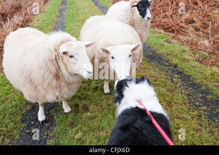 Tre pecore a Portnalong, Isola di Skye in Scozia, Regno Unito, essendo strettamente sorvegliato da un pet Border Collie. Foto Stock