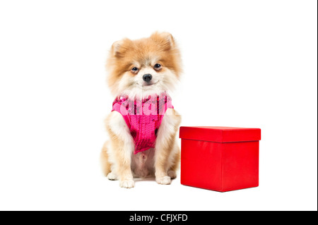 Cane di Pomerania accanto a un rosso presente box, su bianco Foto Stock