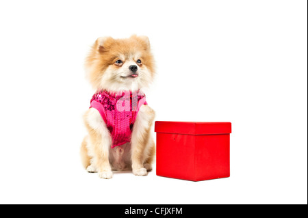 Cane di Pomerania accanto a un rosso presente box, su bianco Foto Stock