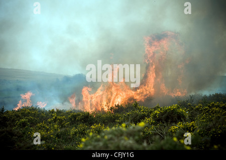 Gorse swaling su Dartmoor,la masterizzazione di ginestre e bracken su Dartmoor,ceneri, spazzola, masterizzare, bruciato, Bush, distruzione,Bush fire Foto Stock