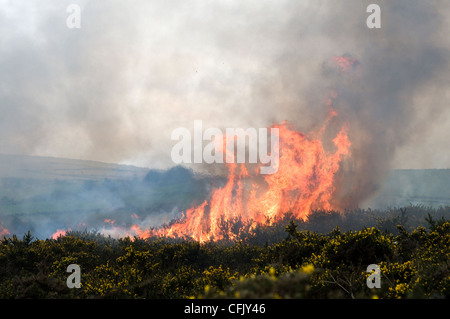 Gorse swaling su Dartmoor,la masterizzazione di ginestre e bracken su Dartmoor,ceneri, spazzola, masterizzare, bruciato, Bush, distruzione,Bush fire,bruciando controllato su Dartmoor Foto Stock