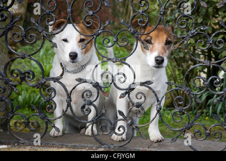 Due cani di piccola taglia cerca attraverso il ferro battuto giardino recinto ringhiere Foto Stock