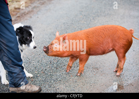 Free range suini di Raasay, Scotland, Regno Unito. Foto Stock