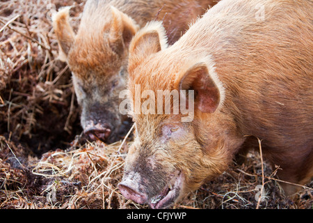 Free range suini di Raasay, Scotland, Regno Unito. Foto Stock