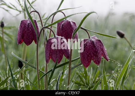 Raro Snake-head Fritillary fiori in Nord Prato, Cricklade, Wiltshire Foto Stock