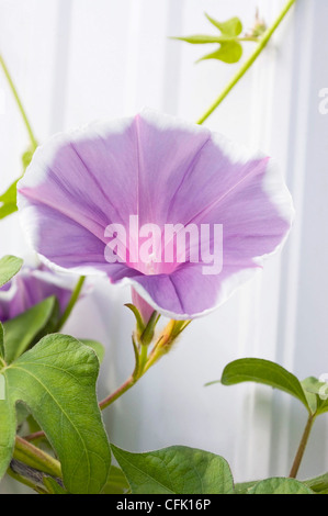 Lavanda gloria di mattina Foto Stock