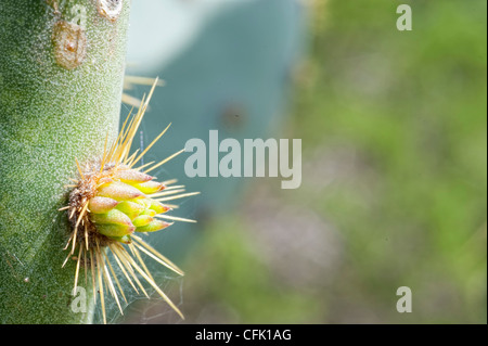 Texas Ficodindia frutto di Cactus Foto Stock