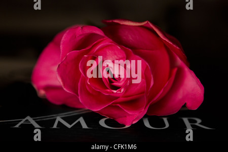 Bella rosa rossa fiore rosa su sfondo nero in posa su una parola francese Amour (amore) Foto Stock