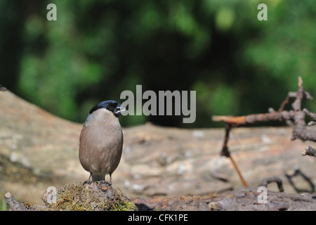 Ciuffolotto - Northern Bullfinch - Comune Bullfinch (Pyrrhula pyrrhula) femmina mangiando un seme sul terreno Foto Stock