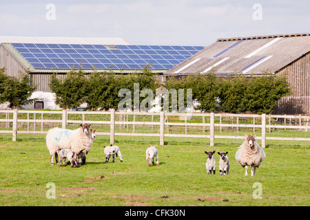 A 35 Kw pannello solare sistema su un tetto di un fienile in una fattoria in Leicestershire, Regno Unito con le pecore e gli agnelli in primo piano. Foto Stock