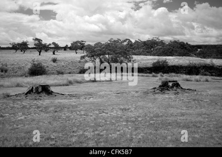 Due ceppi di alberi in un campo aperto Foto Stock