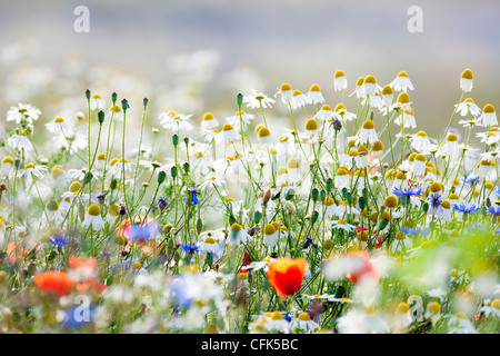 Abbondanza di fioritura fiori selvatici sul prato di primavera Foto Stock