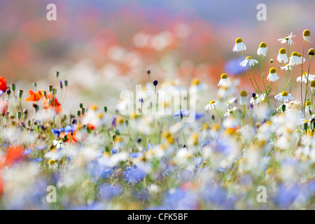 Abbondanza di fioritura fiori selvatici sul prato di primavera Foto Stock