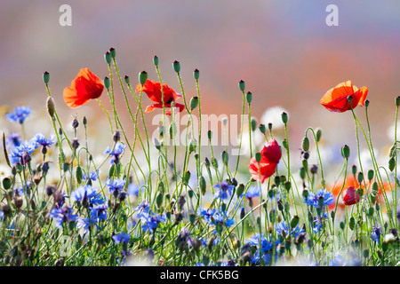 Abbondanza di fioritura fiori selvatici sul prato di primavera Foto Stock