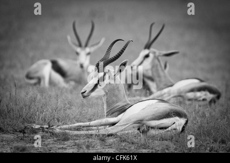 Una mandria di springbok. Foto Stock