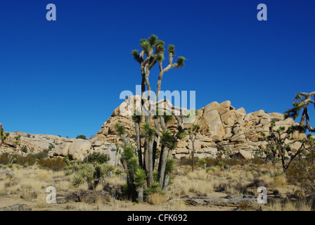 Uniche piante del deserto e rocce a Joshua Tree National Park, California Foto Stock