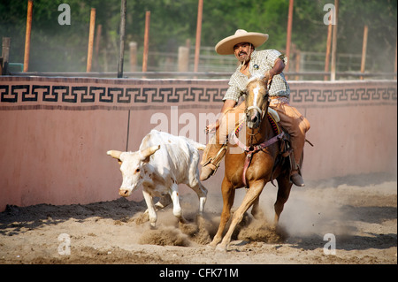 Charros messicani cavaliere galoppa al fianco di un manzo afferrando la sua coda durante una coleadero (toreo de cole), San Antonio, TX, Stati Uniti Foto Stock