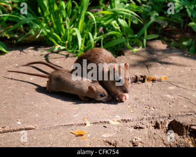 Wild Brown di ratto e baby, Rattus norvegicus mangiare briciole per gli uccelli, REGNO UNITO Foto Stock
