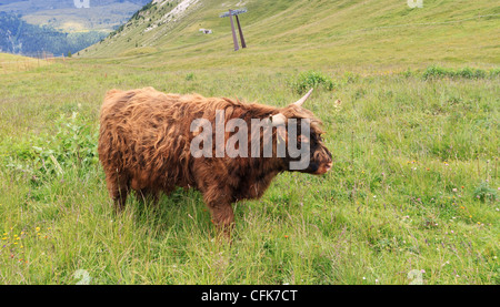 Brown highland mucca libera su alti pascoli alpini Foto Stock