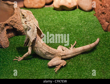 Frilled Lizard (chlamydosaurus kingii) Foto Stock