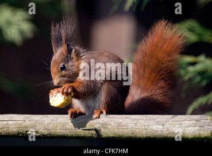 Red scoiattolo (Sciurus vulgaris) mangiare Granturco dolce, REGNO UNITO Foto Stock