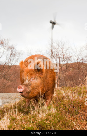 Un intervallo libero sul maiale Raasay con una turbina eolica in background. Foto Stock