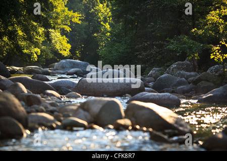 Fiume di montagna nella valle del Restonica, Corsica, Francia, illuminata da un caldo sole del mattino Foto Stock