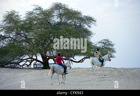 Bahrein, desertico area centrale, l albero della vita Foto Stock