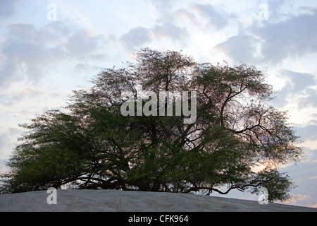 Bahrein, desertico area centrale, l albero della vita Foto Stock