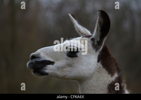 Profilo di colpo di testa di un bianco e marrone di llama Foto Stock