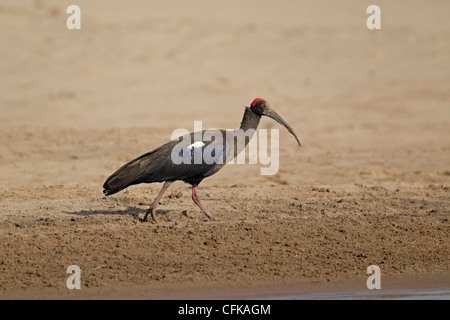 Adulto di rosso o di nero felpati Ibis Foto Stock