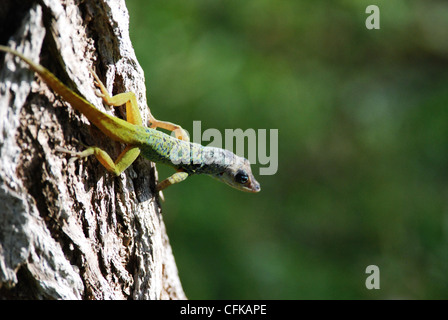 Lizard su un albero in barbados Foto Stock