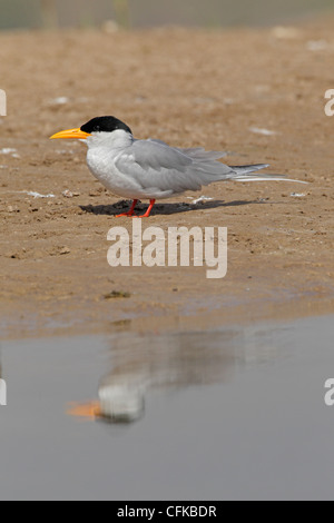 Fiume Tern con la riflessione Foto Stock