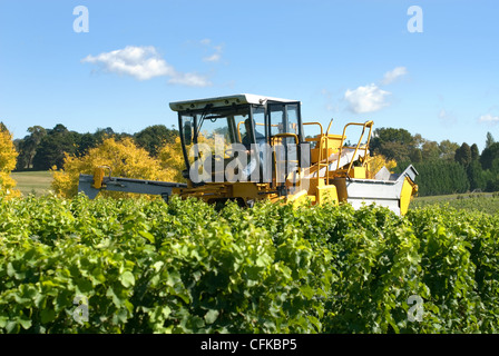 La raccolta di uva in una vigna vicino a Sutton Forest, sul Southern Highlands del Nuovo Galles del Sud, Australia Foto Stock