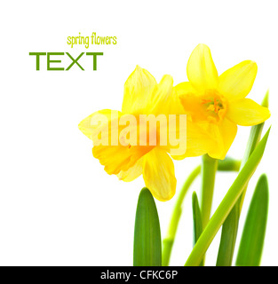 Molla di confine floreali, belli freschi fiori di narciso, giallo impianto isolato su sfondo bianco, decorazione di Pasqua Foto Stock