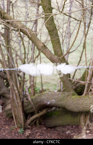 La lana di ovini catturati sul filo spinato nel bosco. Foto Stock