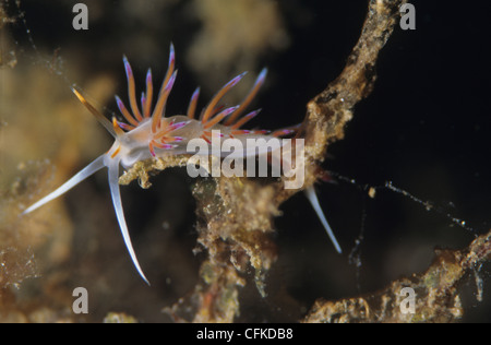 La migrazione Aeolid, Cratena peregrina, un comune nudibranch del Mare Mediterraneo. Questa foto è stata scattata a Malta Foto Stock