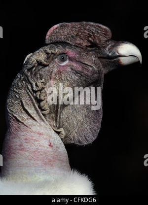 Condor andino di riproduzione in cattività allo Zoo di Cincinnati Foto Stock