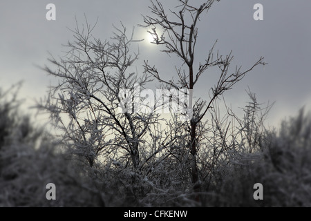 Frosty forest e smog in inverno Foto Stock