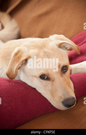 Un giallo Labrador cane si affaccia in Seeley Lake, Montana. Foto Stock