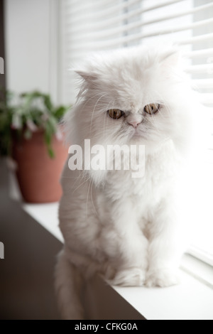 Persiano bianco gatto himalayano sedersi vicino a una finestra Foto Stock