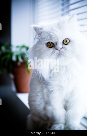 Persiano bianco gatto himalayano sedersi vicino a una finestra Foto Stock