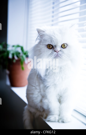 Persiano bianco gatto himalayano sedersi vicino a una finestra Foto Stock