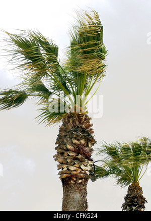 Due palme da ventoso e nuvoloso meteo Foto Stock