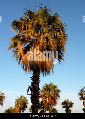 Palme dal tramonto e bel tempo Foto Stock