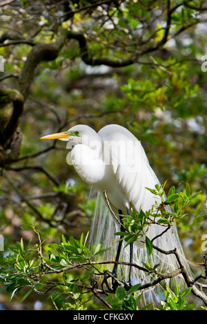 Un grande airone bianco in allevamento piumaggio presso la fattoria di alligatore rookery in Sant'Agostino, Florida, Stati Uniti d'America. Foto Stock