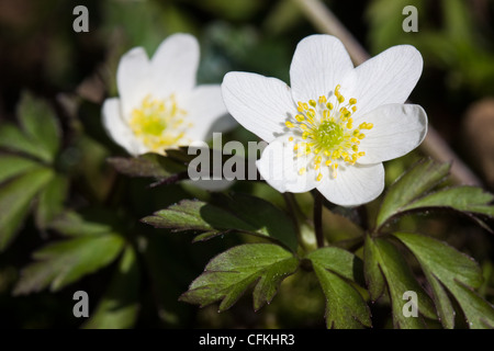 Due anemoni di legno (Anemone nemorosa ,), tra i primi fiori di primavera. Foto Stock