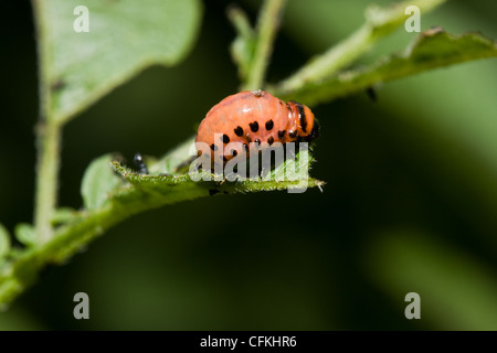 Larva di Colorado potato beetle (Leptinotarsa decemlineata) sulla foglia di una pianta di patata Foto Stock