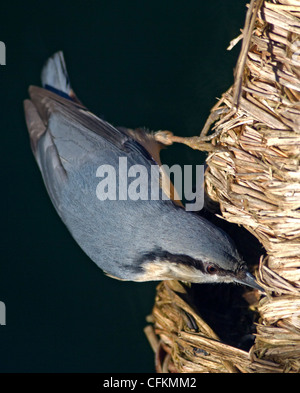 Picchio muratore (Sitta europaea) sul cestello nido, REGNO UNITO Foto Stock